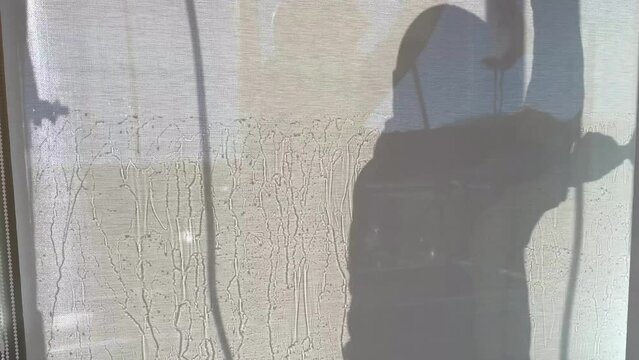 Limpiador de ventanas