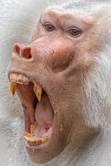 a male baboon with mouth open showing teeth as to bite