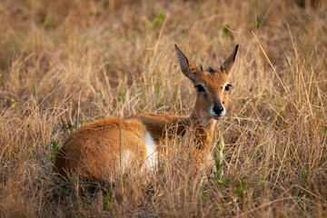 Oribi (Ourebia ourebi) antelope in the veld. KwaZulu Natal Midlands. South Africa