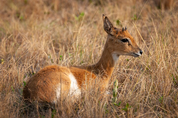 Naklejka na ściany i meble Oribi (Ourebia ourebi) antelope in the veld. KwaZulu Natal Midlands. South Africa