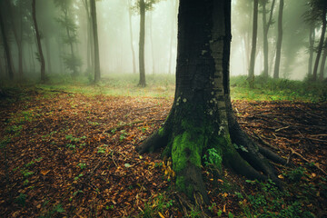 tree in green forest on rainy day