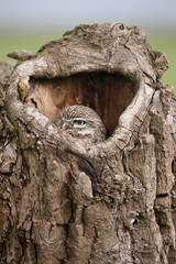 A portrait of a Little Owl in a hollow tree trunk
