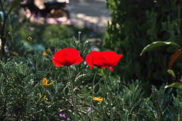 poppy flowers in the field