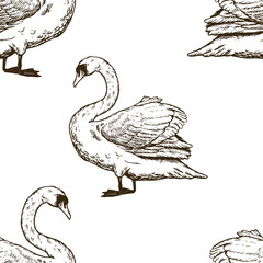 Swan bird engraving PNG illustration with transparent background