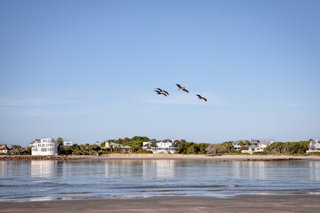 Pelicans fly low over the water at BreachInlet in South Carolina.