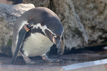 Naklejka premium フンボルトペンギン