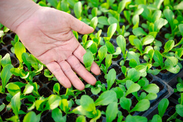 Naklejka na ściany i meble Close up farmers take care of vegetable hydroponic organic planting. Sprouted seedlings are planted on black tray in the greenhouse.