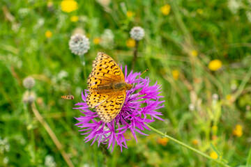 dark green fritillary butterfly feeding on a knapweed flower