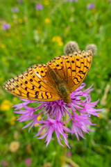 Obraz premium dark green fritillary butterfly feeding on a knapweed flower