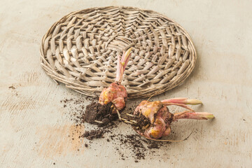 Three Asiatic Hybrids lily bulbs to weave circle with the sprout