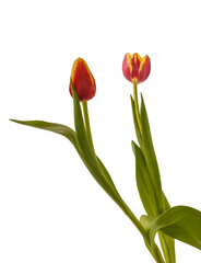 Tulips of the Triumph group on a white background isolated