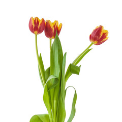 Tulips on a white background