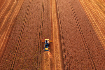The harvester is working in the field. Harvesting wheat.