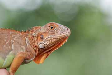 Close up iguana 
