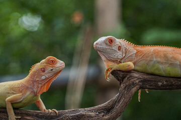 iguana on a tree