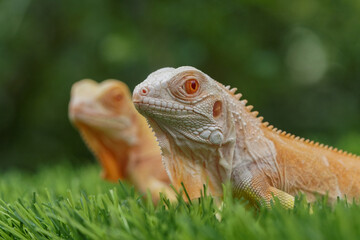 iguana in the grass