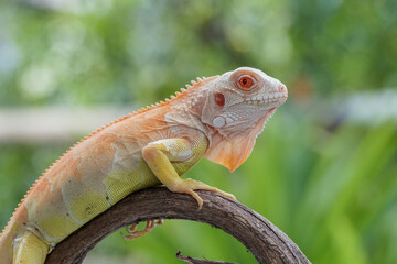 iguana on a branch