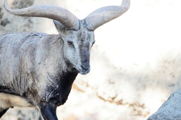 スーチョワンバーラル