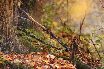 Autumn forest, Damaged photo with scratches
