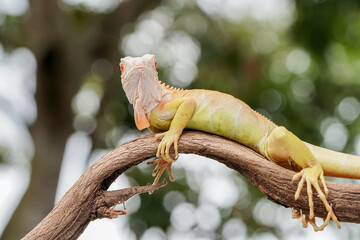 Iguana on the tree 
