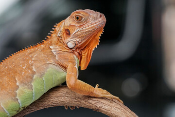 iguana on a tree