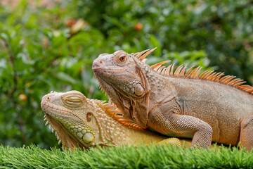 iguana in the zoo