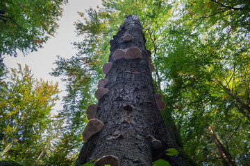 Panoramic birdview over monumental Bastei sandstone pillars near Kurort Rathen village in the national park Saxon Switzerland by Dresden and Elbe river, Saxony, Germany