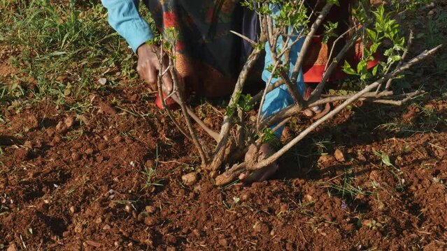 A closeup of an Indian woman weeding in a jasmine field using a hand hoe