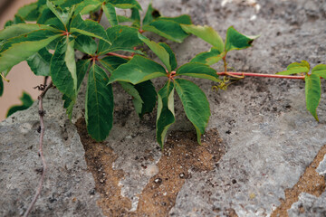 wild grape weeds outdoor plant growing on stone old ancient stairs