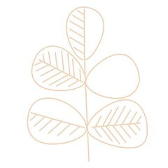 Floral element on white background 