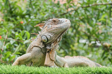 Close up iguana 