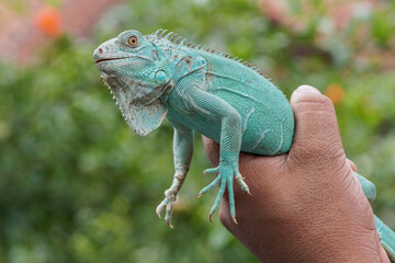 iguana in the park