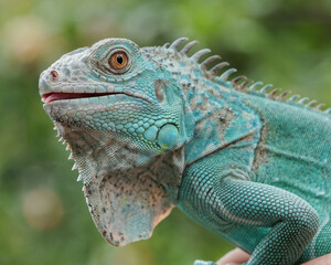 iguana on a tree