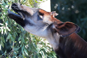 マーラ, 動物, 小動物, 哺乳類, ねずみ, 動物園, 飼育, かわいい, 屋外, 日光, 野生動物, 自然, 野生, 生き物, げっ歯目, 毛並み, 茶色, 陸上動物, 陸の哺乳類, 生物, 可愛い  © kosumi