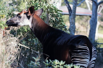 マーラ, 動物, 小動物, 哺乳類, ねずみ, 動物園, 飼育, かわいい, 屋外, 日光, 野生動物, 自然, 野生, 生き物, げっ歯目, 毛並み, 茶色, 陸上動物, 陸の哺乳類, 生物, 可愛い  © kosumi