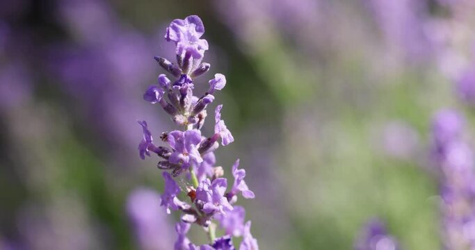 Selective focus on lavender flower in flower garden.