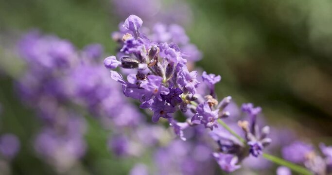 Selective focus on lavender flower in flower garden.