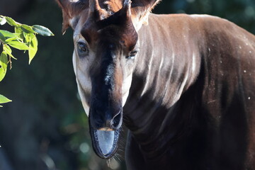 マーラ, 動物, 小動物, 哺乳類, ねずみ, 動物園, 飼育, かわいい, 屋外, 日光, 野生動物, 自然, 野生, 生き物, げっ歯目, 毛並み, 茶色, 陸上動物, 陸の哺乳類, 生物, 可愛い  © kosumi