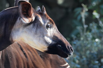 マーラ, 動物, 小動物, 哺乳類, ねずみ, 動物園, 飼育, かわいい, 屋外, 日光, 野生動物, 自然, 野生, 生き物, げっ歯目, 毛並み, 茶色, 陸上動物, 陸の哺乳類, 生物, 可愛い  © kosumi