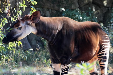 マーラ, 動物, 小動物, 哺乳類, ねずみ, 動物園, 飼育, かわいい, 屋外, 日光, 野生動物, 自然, 野生, 生き物, げっ歯目, 毛並み, 茶色, 陸上動物, 陸の哺乳類, 生物, 可愛い  © kosumi