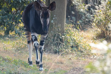 マーラ, 動物, 小動物, 哺乳類, ねずみ, 動物園, 飼育, かわいい, 屋外, 日光, 野生動物, 自然, 野生, 生き物, げっ歯目, 毛並み, 茶色, 陸上動物, 陸の哺乳類, 生物, 可愛い  © kosumi