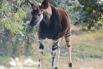 マーラ, 動物, 小動物, 哺乳類, ねずみ, 動物園, 飼育, かわいい, 屋外, 日光, 野生動物, 自然, 野生, 生き物, げっ歯目, 毛並み, 茶色, 陸上動物, 陸の哺乳類, 生物, 可愛い  © kosumi