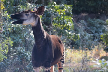 マーラ, 動物, 小動物, 哺乳類, ねずみ, 動物園, 飼育, かわいい, 屋外, 日光, 野生動物, 自然, 野生, 生き物, げっ歯目, 毛並み, 茶色, 陸上動物, 陸の哺乳類, 生物, 可愛い  © kosumi