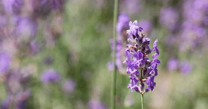 Lavender flowers lit by sunlight