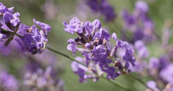 Lavender flowers lit by sunlight
