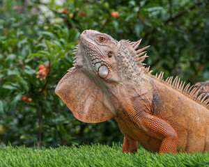 iguana in the zoo