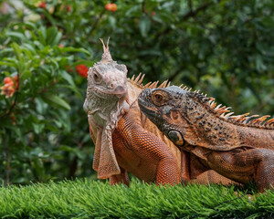 iguana in the zoo