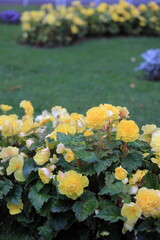 Yellow garden roses on a green lawn background vertical orientation