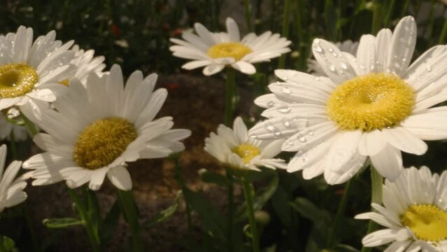 Pan across white daisies with dew drops.
