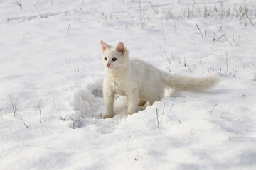 White fluffy kitten in snow on field on sunny day